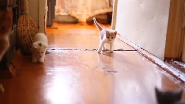 Милые котята, играющие в помещении — стоковое видео