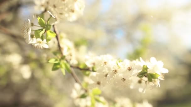 Belle branche de pommier 