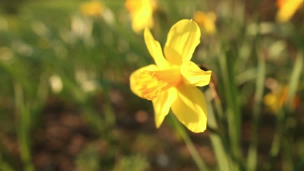 Krásné Narcis zblízka — Stock video