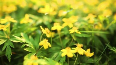 Bahar çiçek alanı