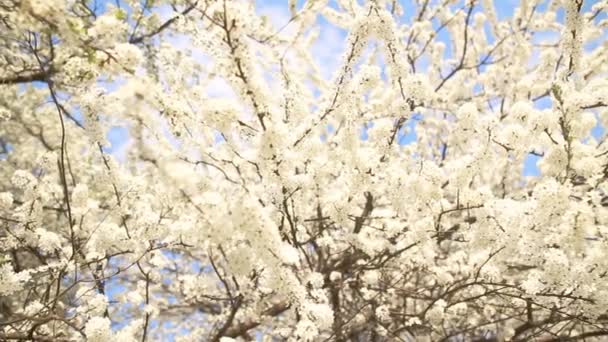 Hermosa rama de manzano — Vídeos de Stock