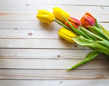 Sarı ve turuncu laleler