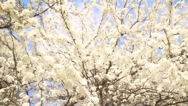 Красивая ветвь яблони — стоковое видео