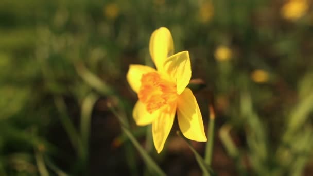 Schöne Narzissen aus nächster Nähe — Stockvideo