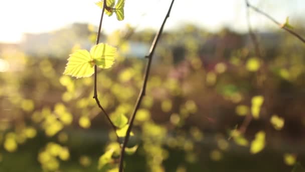 Bright green leaves of birch — Stock Video