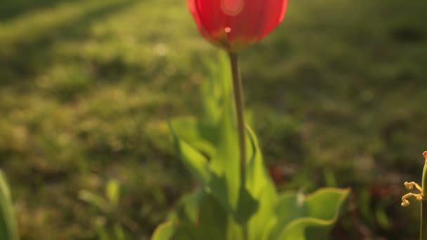 Schöne Tulpen aus nächster Nähe — Stockvideo