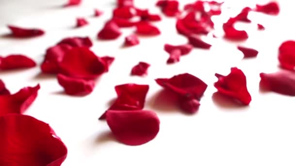 Petali di rosa rossa su sfondo bianco — Video Stock