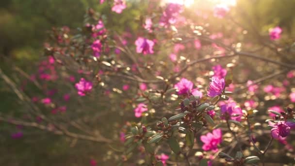 Vackra Rhododendron, Full Hd på nära håll — Stockvideo