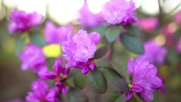 Schöner Rhododendron — Stockvideo
