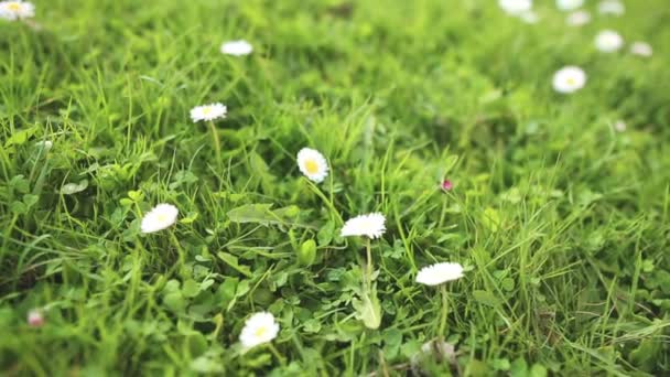 Daisy in green grass close up — Stock Video