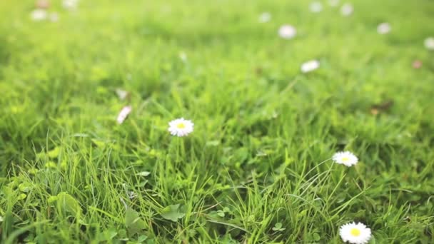 Daisy in green grass close up — стоковое видео