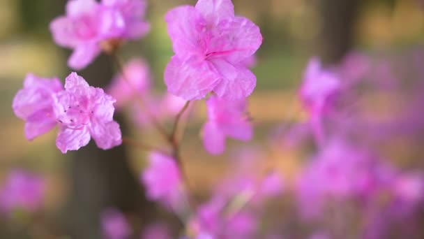 Vackra rhododendron — Stockvideo
