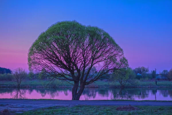 Árvore e rio, pôr do sol — Fotografia de Stock