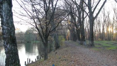 Ağaçlar ve yol Nehri yakınında