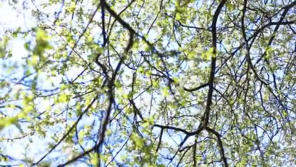 Appelbloesems in het voorjaar — Stockvideo