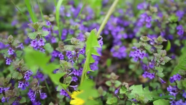 Flores de filete en el prado — Vídeos de Stock