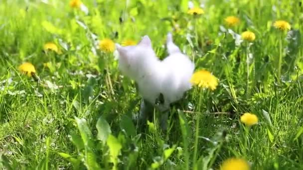 Gatito blanco con su madre gato — Vídeos de Stock