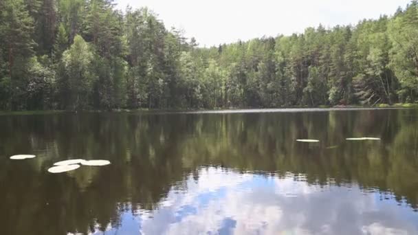 Reflexión del bosque en el lago — Vídeo de stock