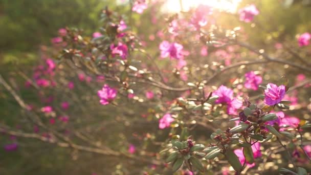 Piękne rododendrony, Full Hd z bliska — Wideo stockowe