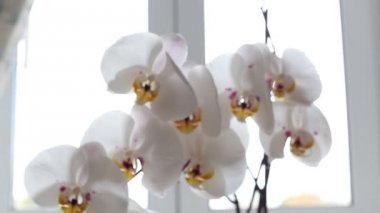 Beyaz Orkide çiçek