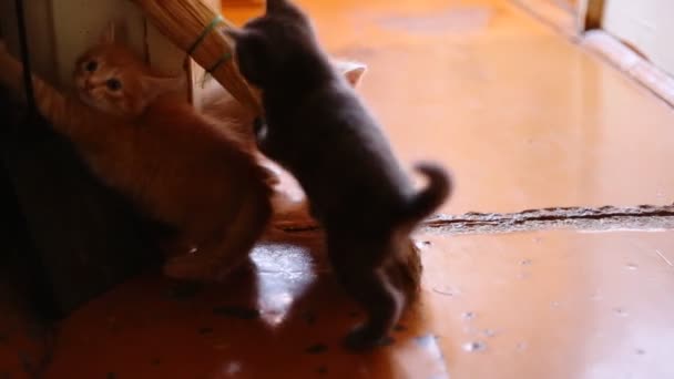 Cute  kittens playing indoor — Stock Video