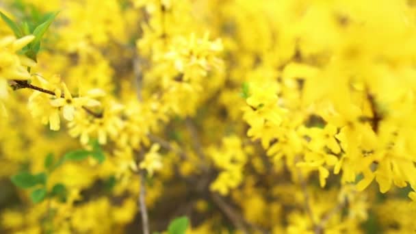 Flowers yellow Rhododendron — Stock Video