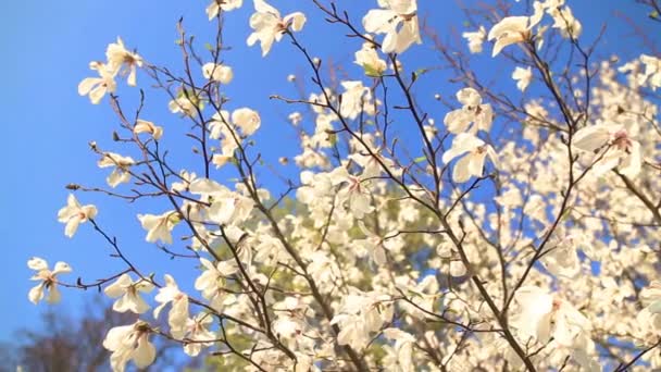 Beautiful apple tree branch — Stock Video