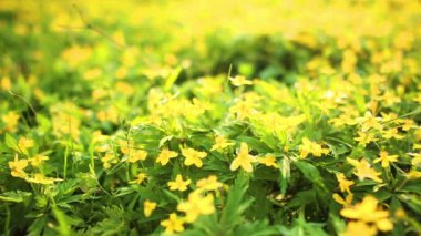 Bahar çiçek alanı