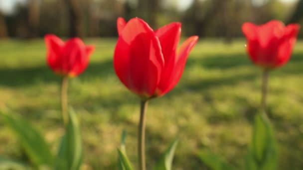 Mooie tulpen close up — Stockvideo