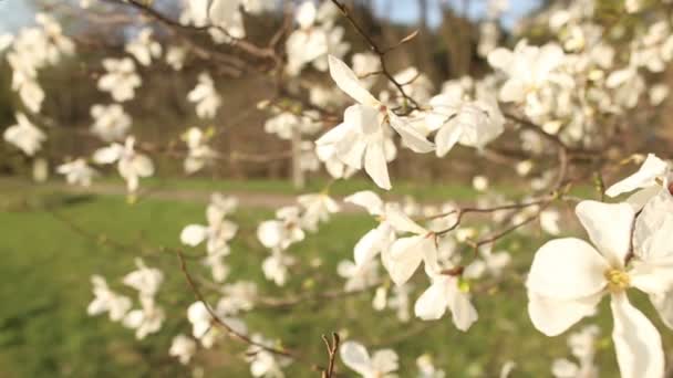 Hermosa rama de manzano — Vídeos de Stock