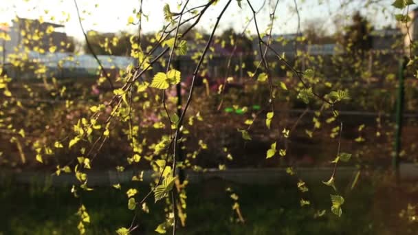 Feuilles de bouleau vert vif 