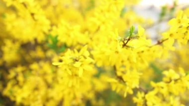 çiçekler sarı ormangülü