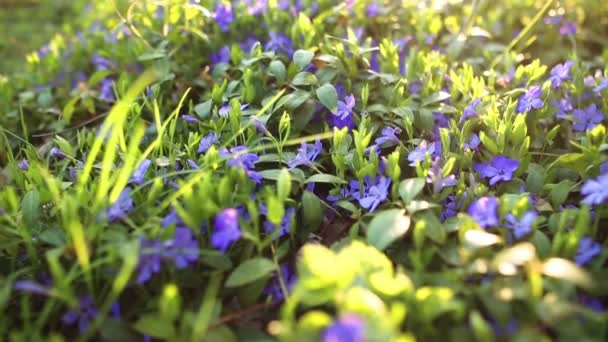 Campo de flores de primavera — Vídeos de Stock