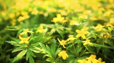 Bahar çiçek alanı