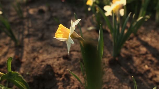 Mooie narcissus close-up — Stockvideo