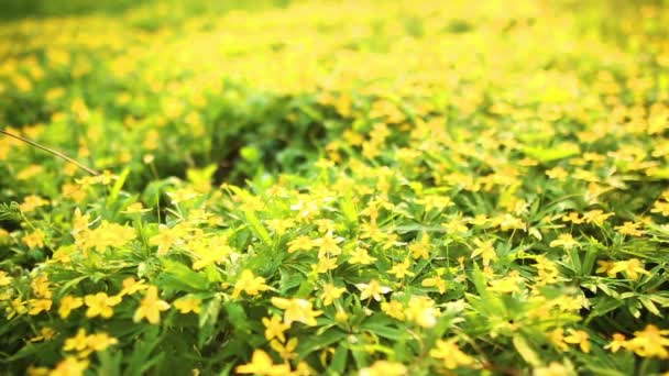 Campo de flores de primavera — Vídeos de Stock