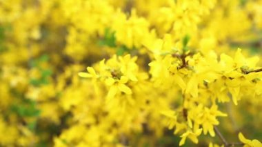 çiçekler sarı ormangülü