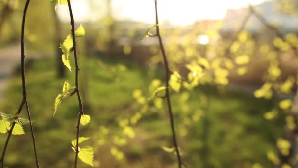 Hojas verdes brillantes de abedul — Vídeos de Stock