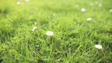 Papatya yeşil çim yakın çekim