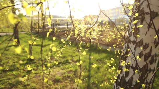 明亮的绿色树叶，白桦林 — 图库视频影像