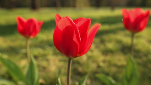 Piękne tulipany zbliżyć — Wideo stockowe