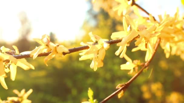 Różanecznik żółty kwiaty — Wideo stockowe