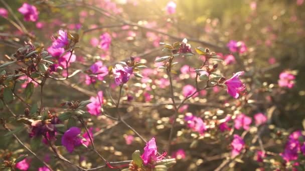 Hermosas flores de primavera — Vídeo de stock