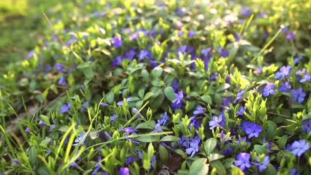 Campo de flores da primavera — Vídeo de Stock