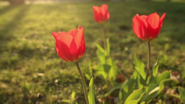 Mooie tulpen close up — Stockvideo