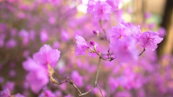 Beautiful spring flowers — Stock Video