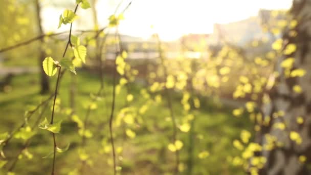 Bright green leaves of birch — Stock Video