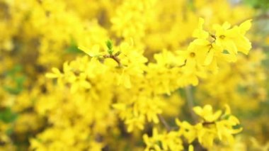 çiçekler sarı ormangülü