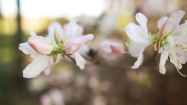 güzel bir elma ağacı dalı