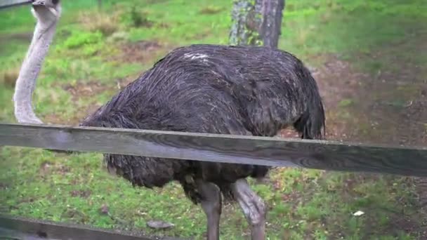 Ostrich in captivity — Stock Video